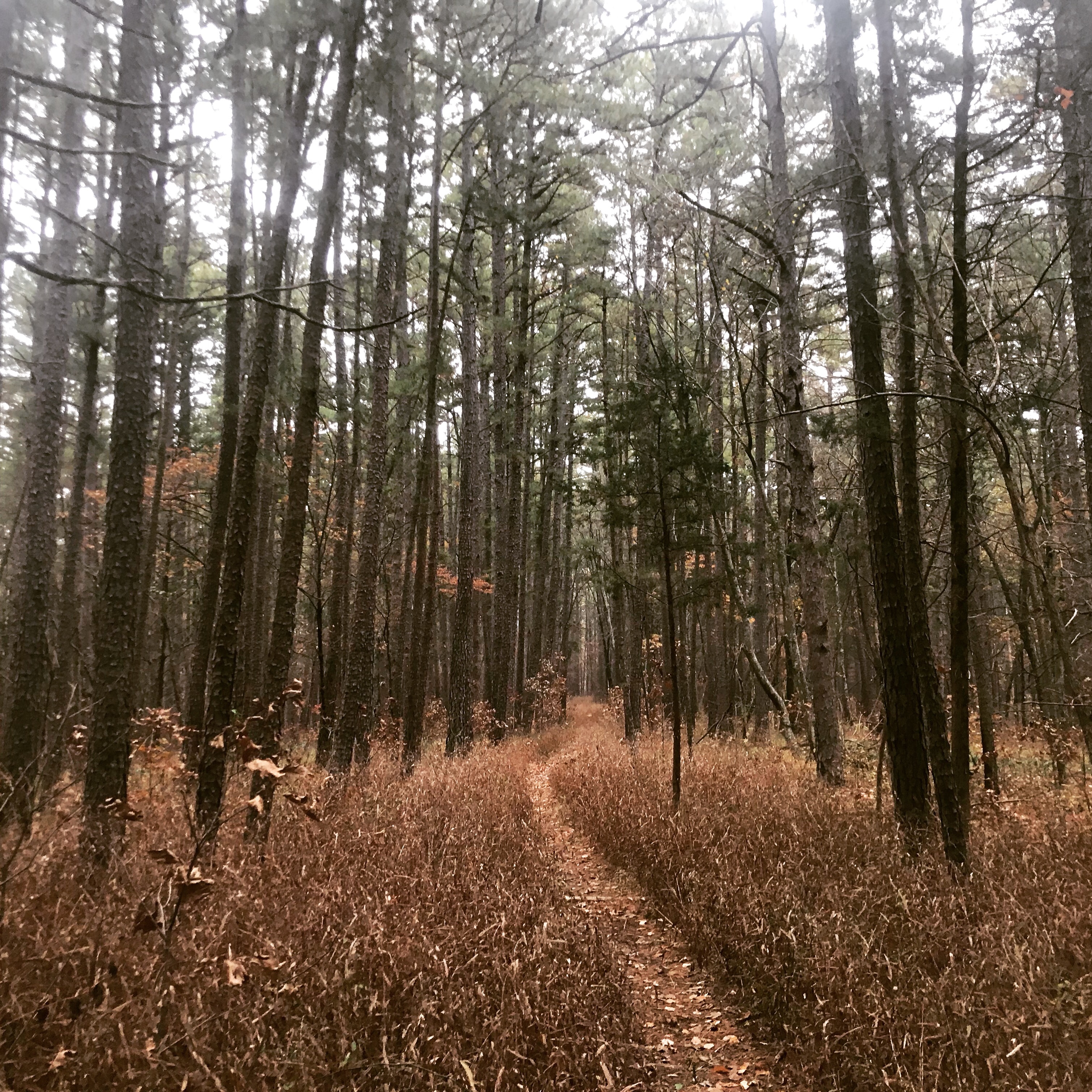 Missouri Hiking Trail Review:  Hawn State Park